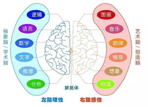 全腦開發(fā)訓(xùn)練 把握孩子一生唯一的機(jī)會(huì)